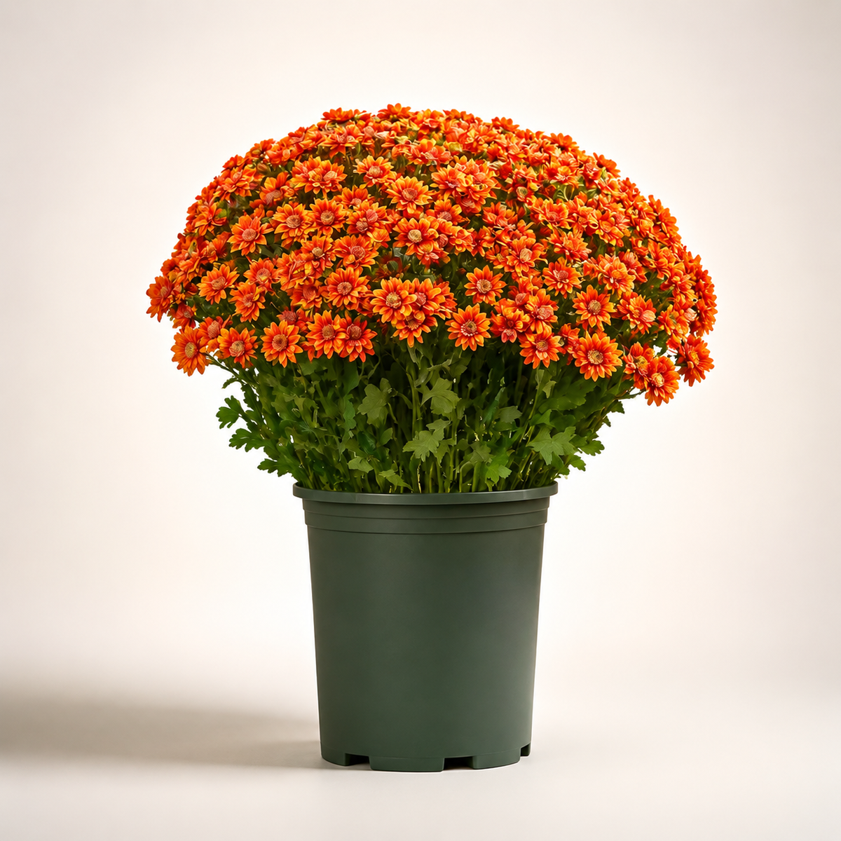 🌼Lifelike Artificial Fall Mums – No-Water Porch & Patio Autumn Flowers