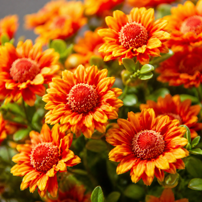 🌼Lifelike Artificial Fall Mums – No-Water Porch & Patio Autumn Flowers