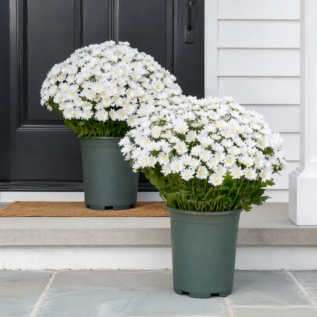 🌼Lifelike Artificial Fall Mums – No-Water Porch & Patio Autumn Flowers