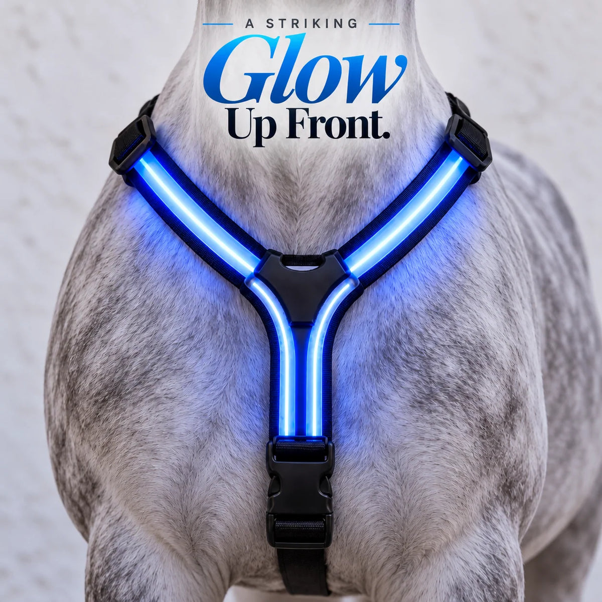 Original product gallery close-up of the blue Y-shaped LED horse chest strap and its black buckle