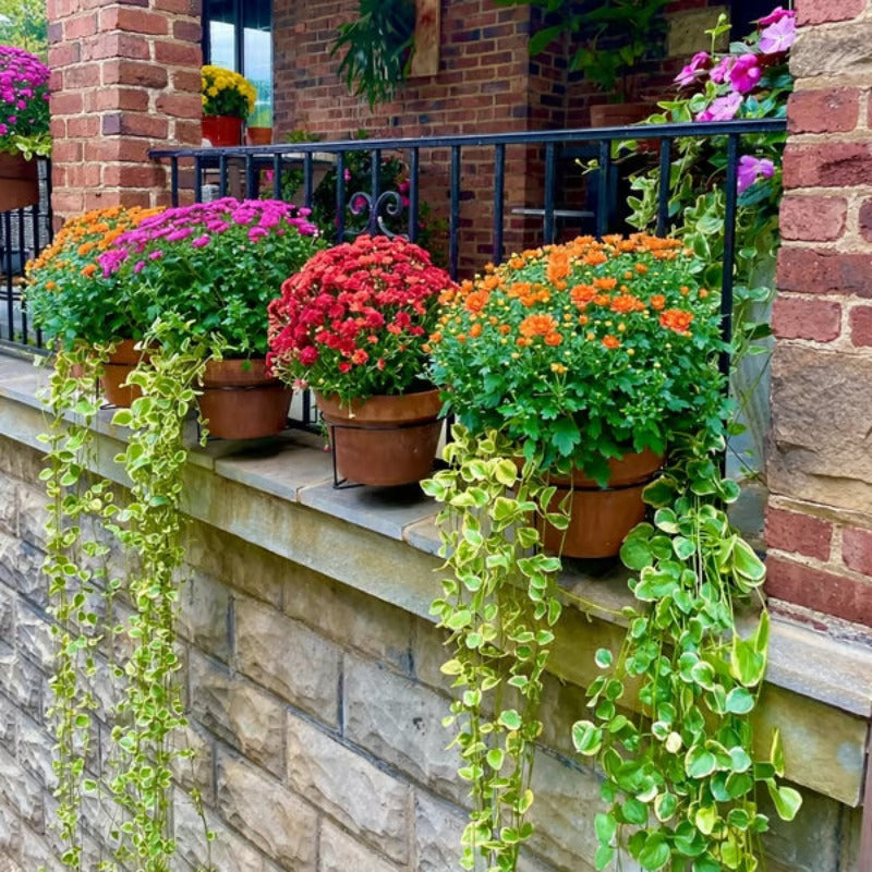 🌿 Clip-On Railing Planter Holder – Turn Empty Rails Into Garden Space