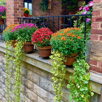 🌿 Clip-On Railing Planter Holder – Turn Empty Rails Into Garden Space
