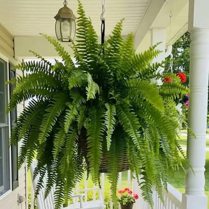 🌿 Glowing Boston Fern with Lights – Zero Water, Zero Mess, 100% Cozy