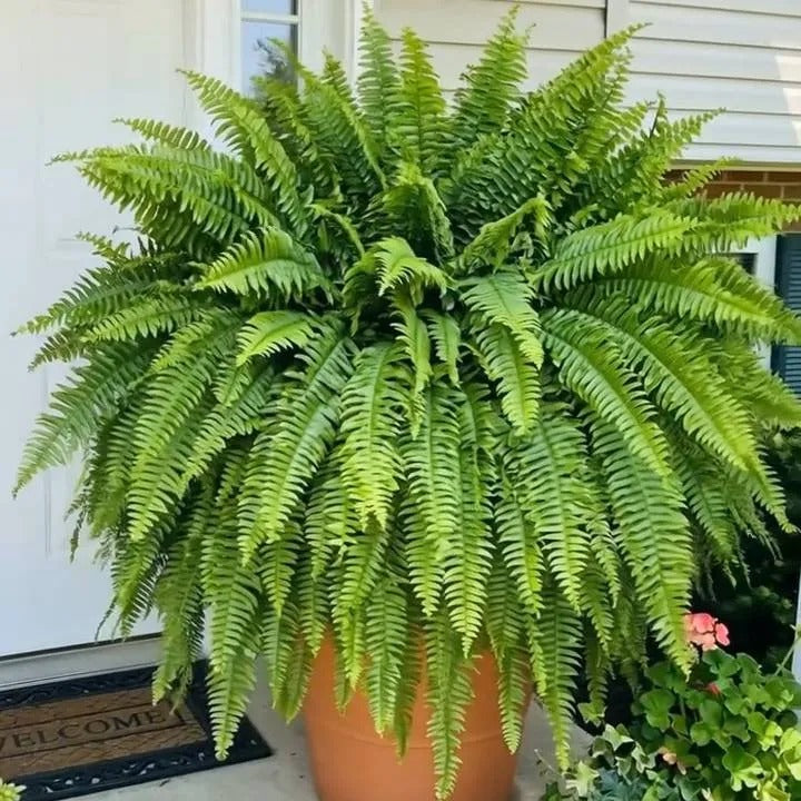 🌿 Glowing Boston Fern with Lights – Zero Water, Zero Mess, 100% Cozy