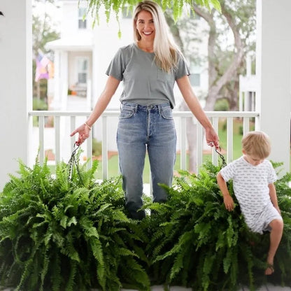 🌿 Glowing Boston Fern with Lights – Zero Water, Zero Mess, 100% Cozy