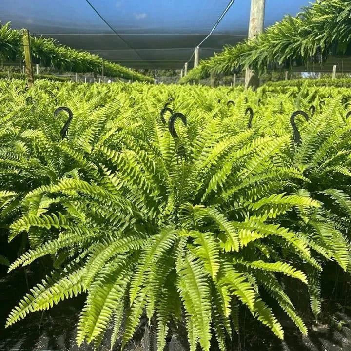 🌿 Glowing Boston Fern with Lights – Zero Water, Zero Mess, 100% Cozy
